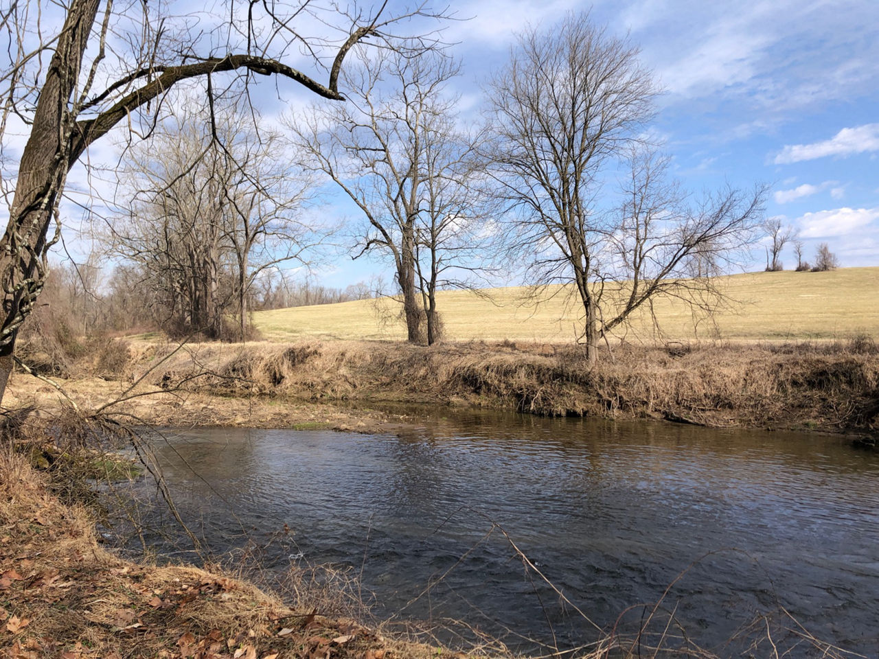 Fields of yellow grass surround a creek with a blue sky and trees in the background.