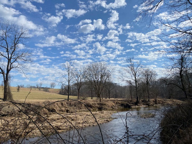 Fields of yellow grass surround a rocky creek with a blue sky and trees in the background.