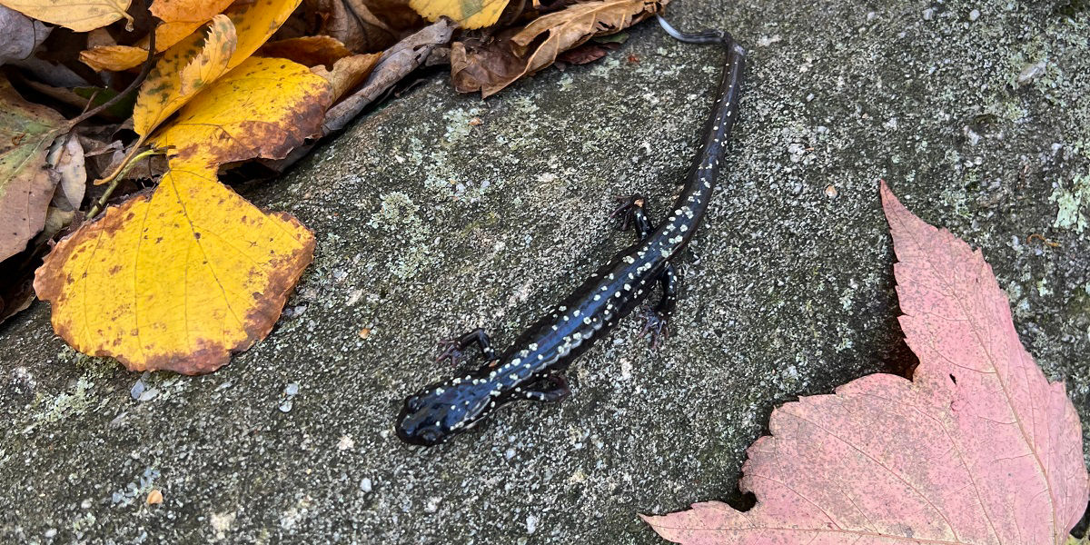 Close up of a black, shiny Northern Slimy salamander marked with silver-colored spots. 