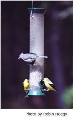 Three birds at a bird feeder