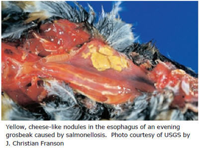 Yellow, cheese-like nodules in the esophagus of an evening grosbeak caused by salmonellosis