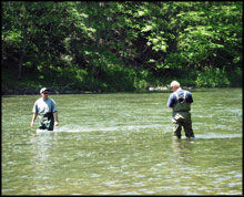 Sampling for Black Flies in a Stream