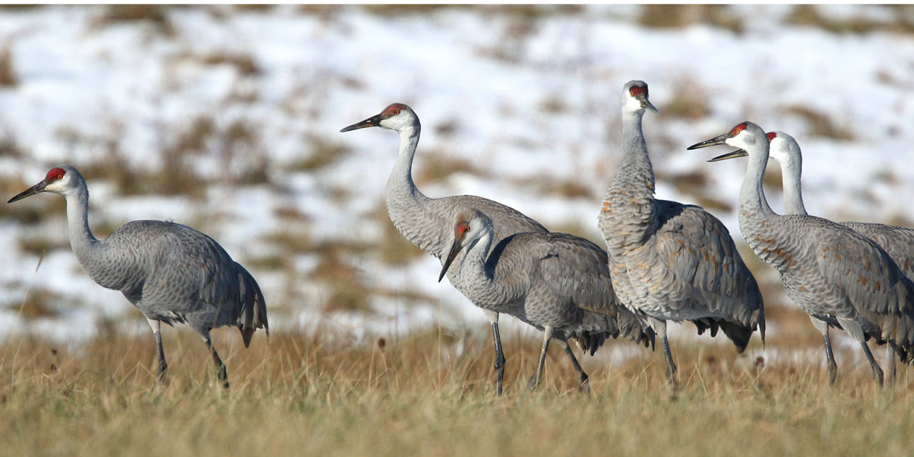 Sandhill Crane