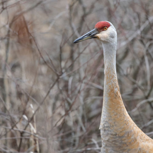 Sandhill Crane