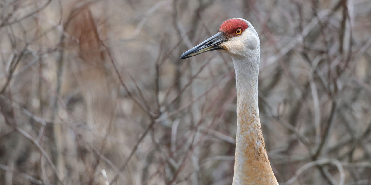 sandhill Crane