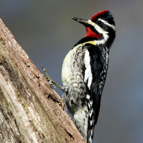 sapsucker