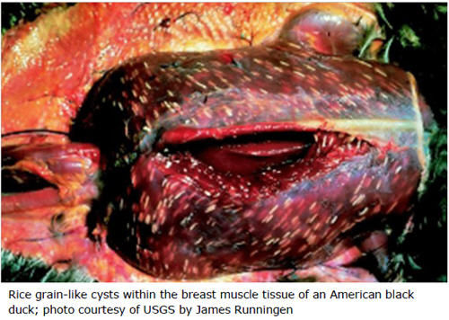 Rice grain-like cysts within the breast muscle tissue of an American black duck