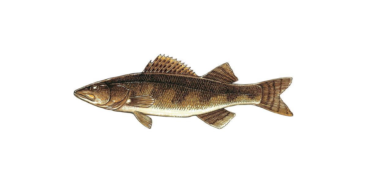 Illustration of a Sauger