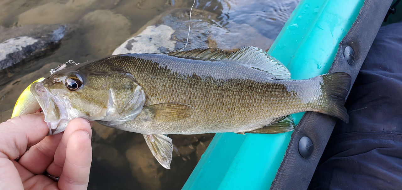 Close-up of a hand holding a Smallmouth bass