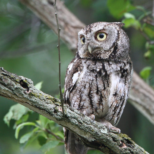 Eastern Screech Owl