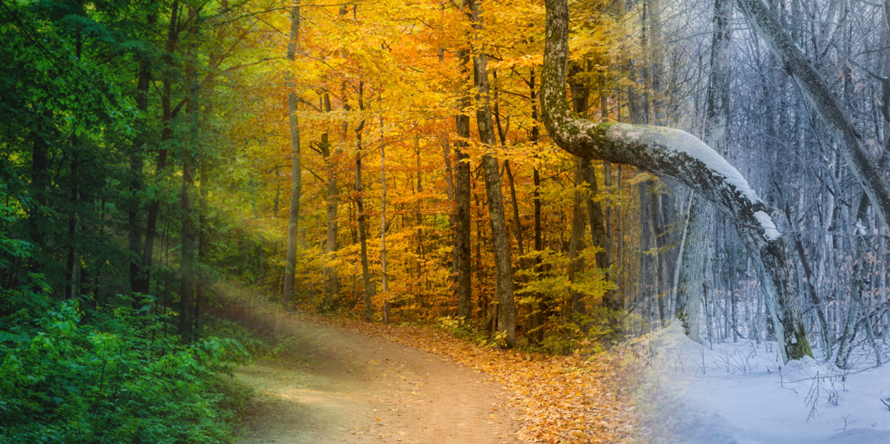 A wooded forest through the seasons, from summer to winter.