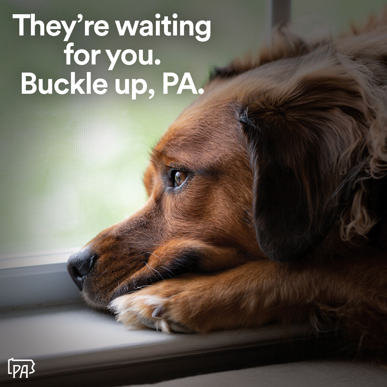 Dog waiting at the window. Text overlay reads, “They're waiting for you. Buckle up, PA.”