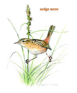 Sedge Wren