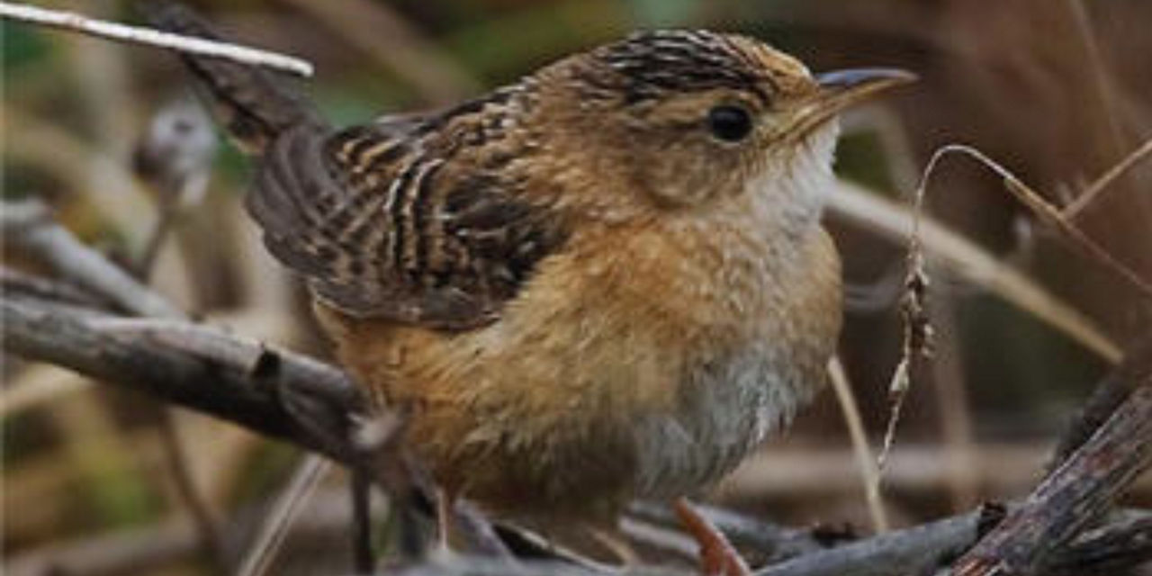 sedge wren