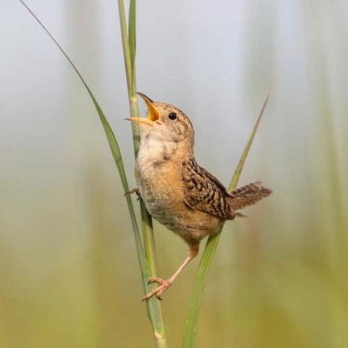 Marsh Wren