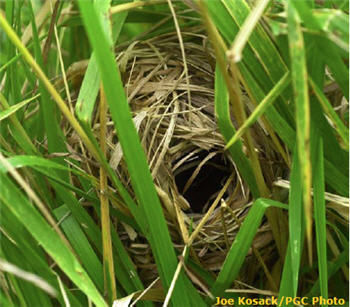 Sedge Wren