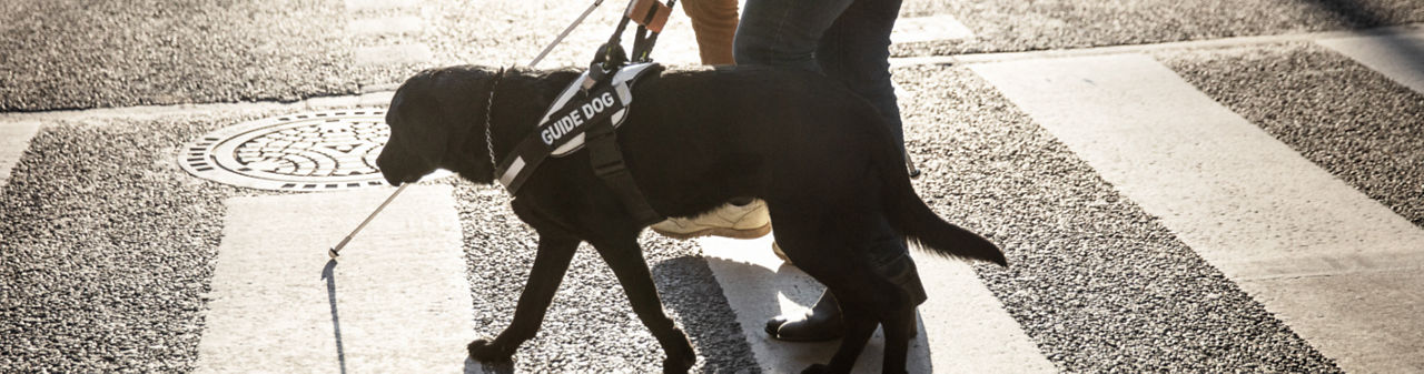 Guide dog and person walking across the street