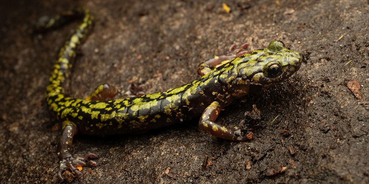 Close-up of a Green Salamander on a muddy rock. Photo by Jarren Uplinger