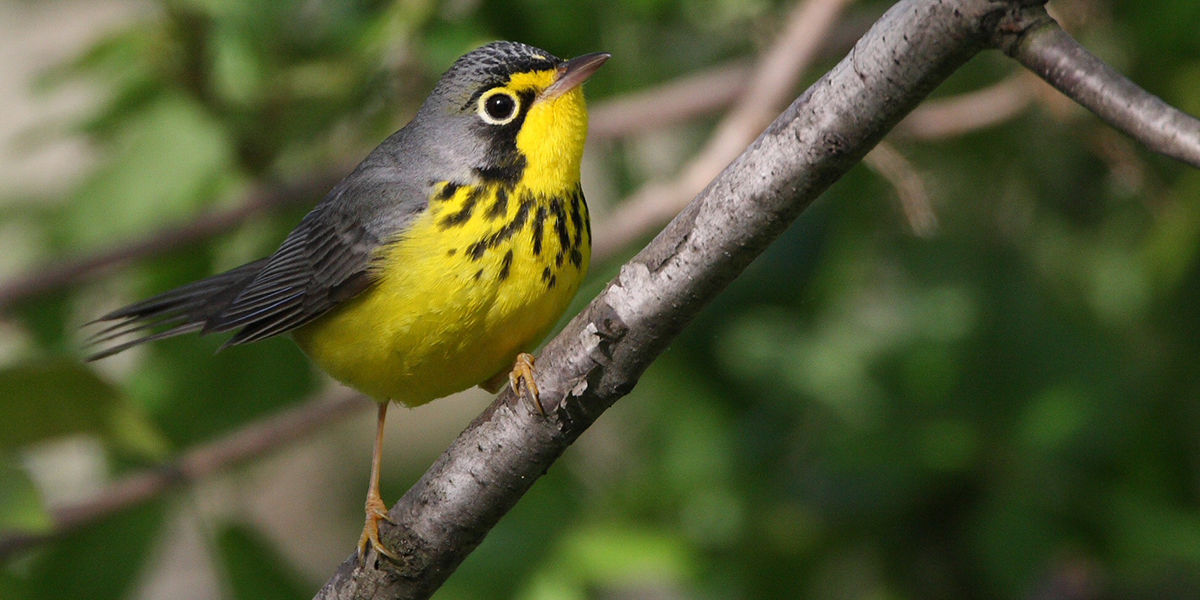 Canada Warbler perched on a tree branch.