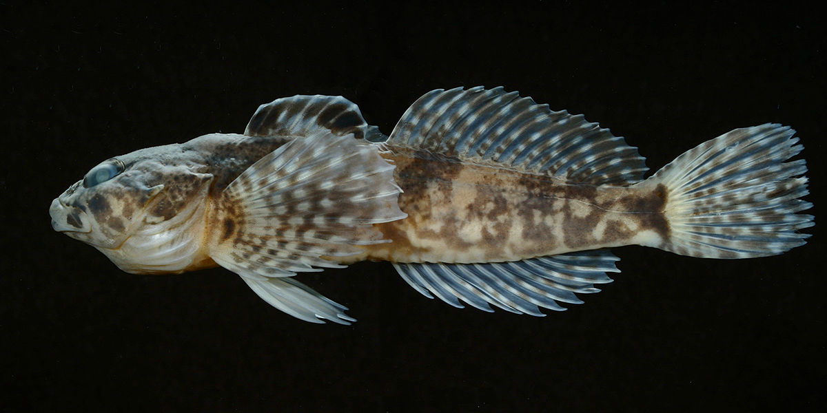 Side profile of a Checkered Sculpin on a black background