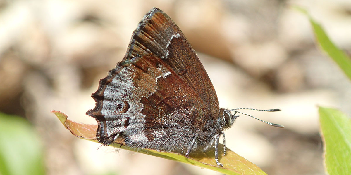 Frosted Elfin Butterfly sitting on a lead. Photo by Pete Woods