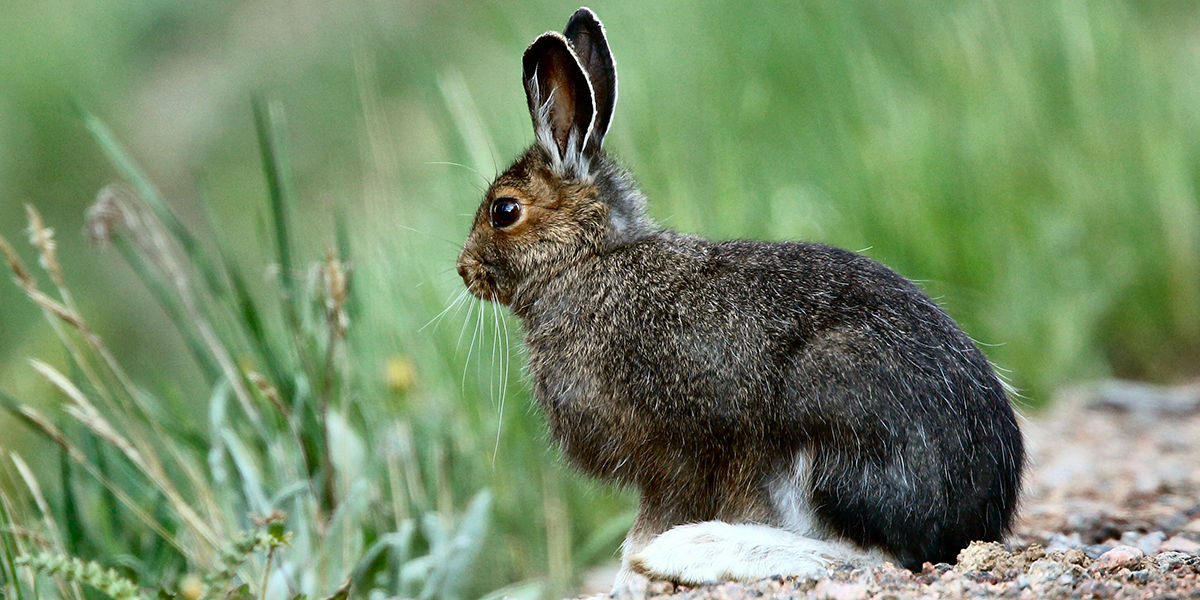 Snowshoe Hare sitting on a rocky landscape surrounded by grass