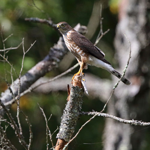 Northern Harrier