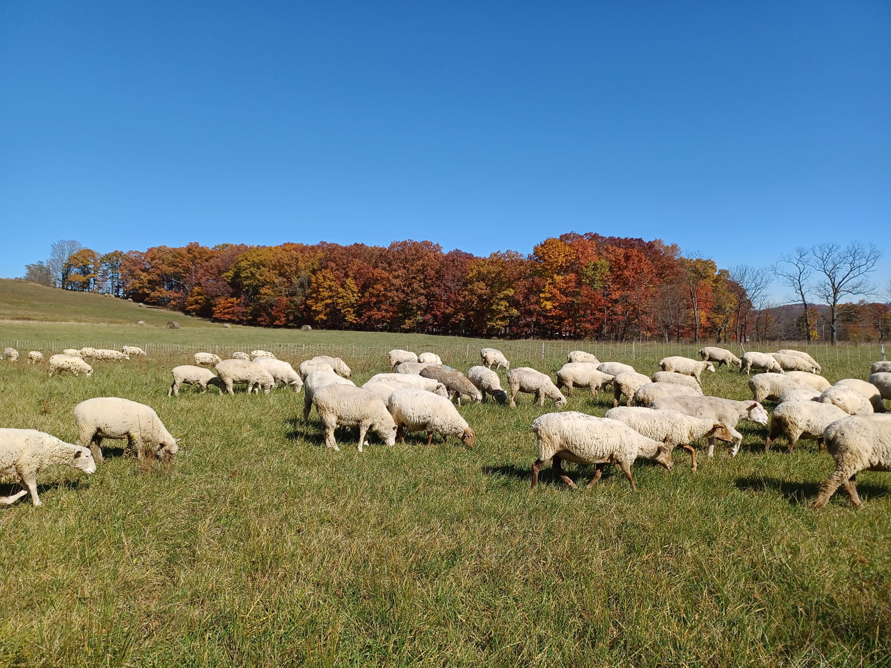 Sheep in pasture