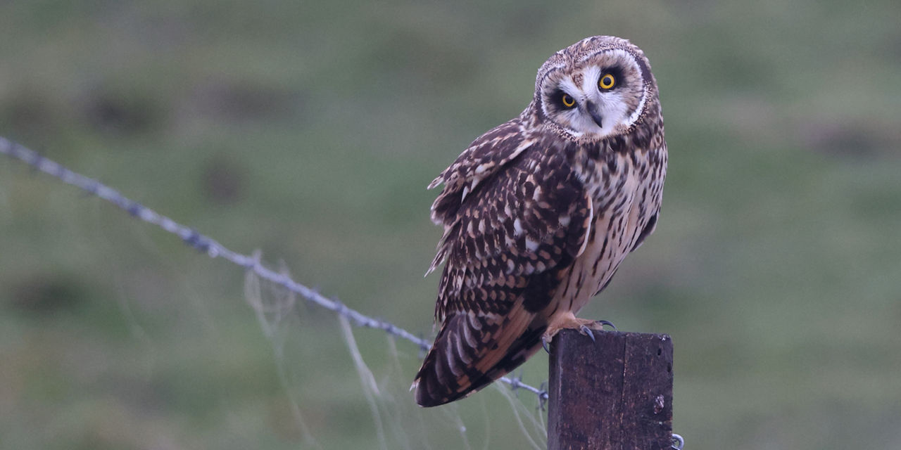 short-eared owl