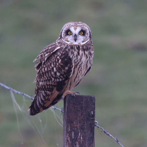 shot-eared owl