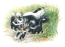 skunk