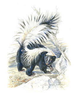 Skunk