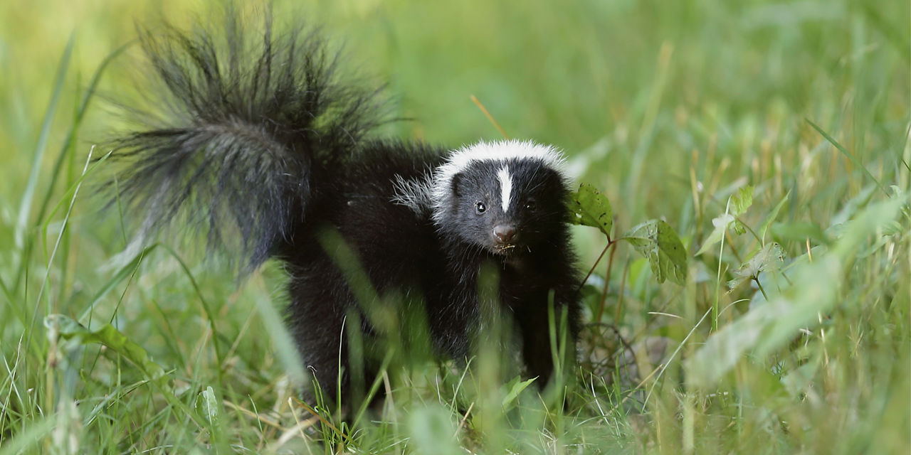 skunk