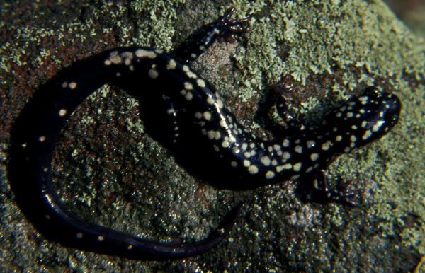 Close up of a shiny black Northern Slimy Salamander with yellowish spots on its body. 