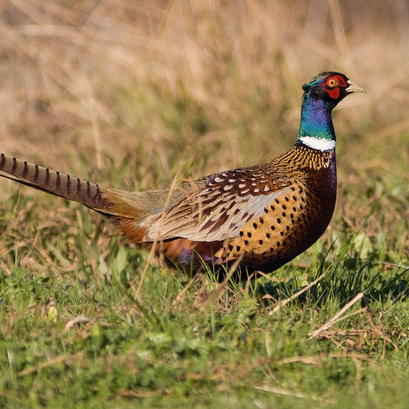A quail sits in a grassy field