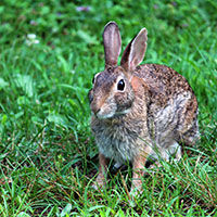 A rabbit sits in a grassy field