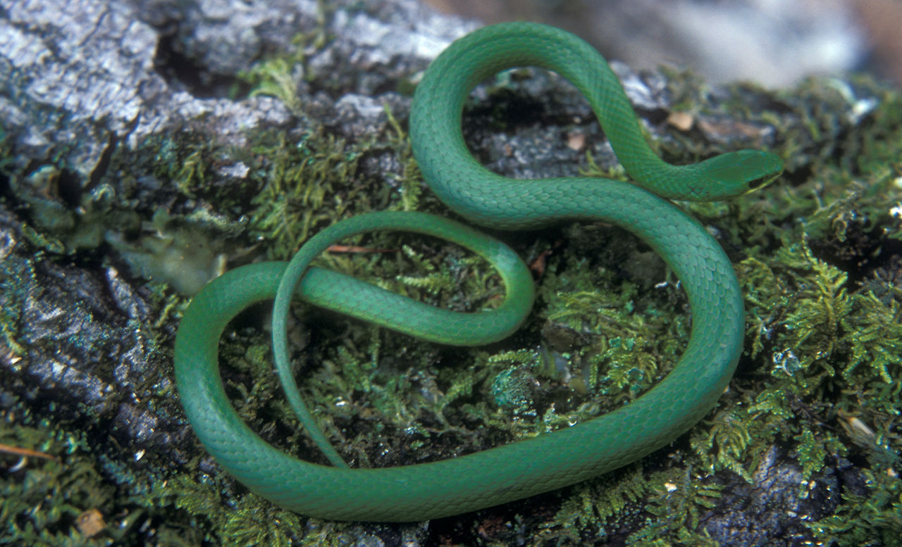 Close up of a small Smooth Greensnake with a bright-green body ending in a long, tapered tail. 