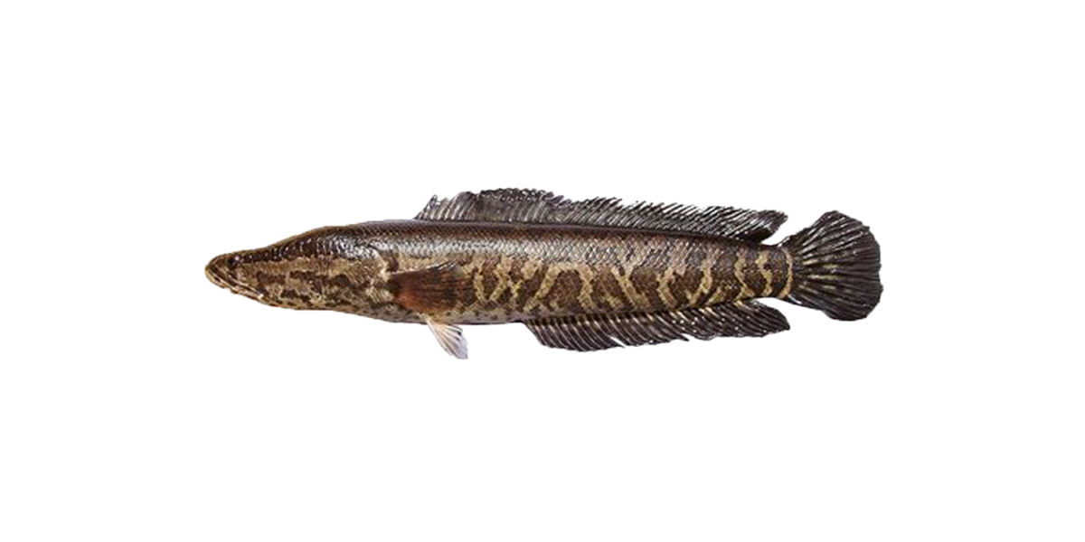 Image of a Snakehead