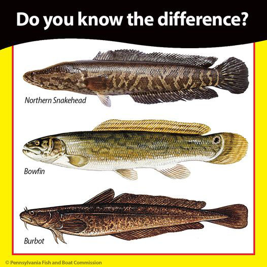 An image of a snakehead, bowfin and burbot to show the difference in how to identify each species.