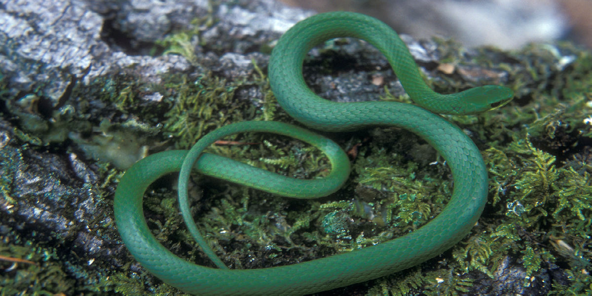 Smooth Greensnake 