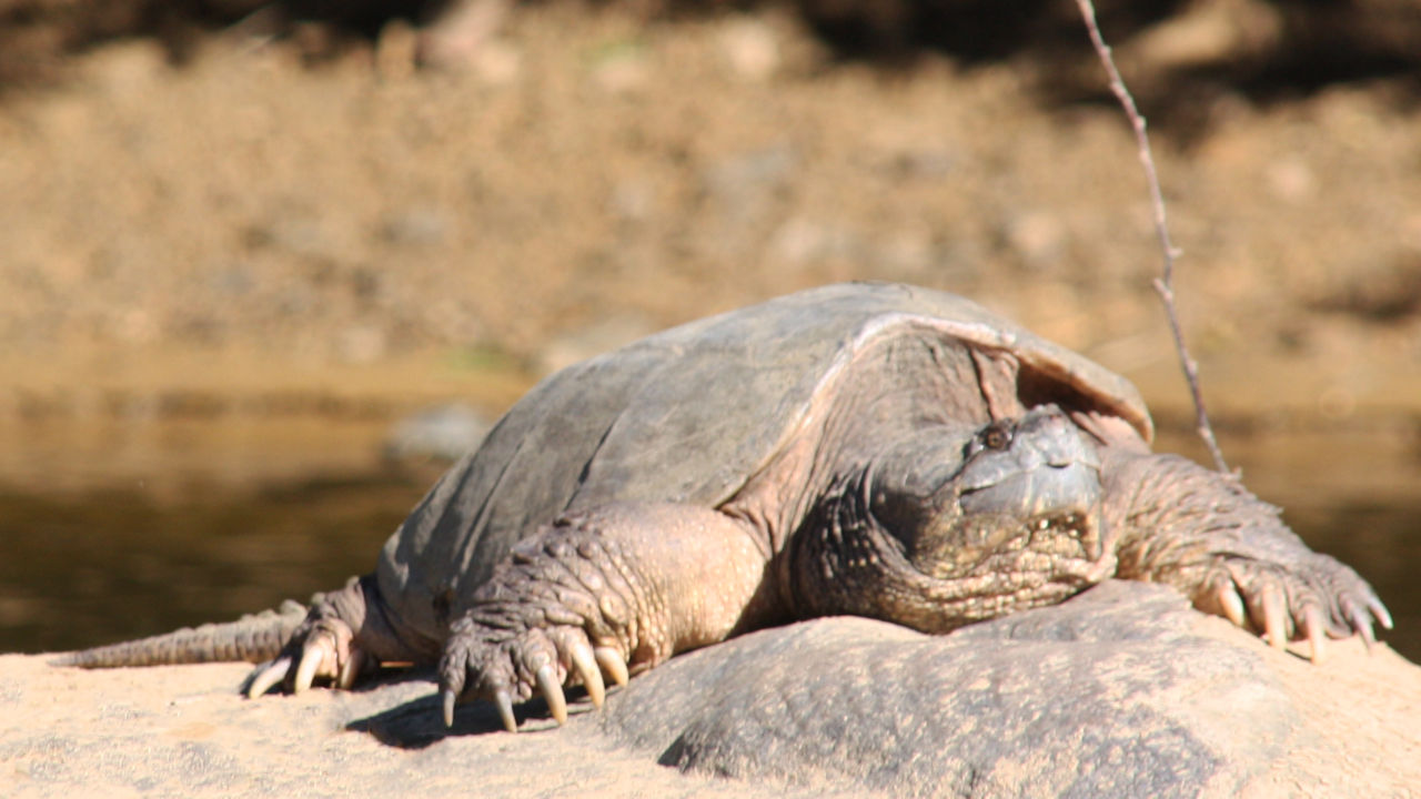 Close up of a large, gray Snapping Turtle laying on a rock