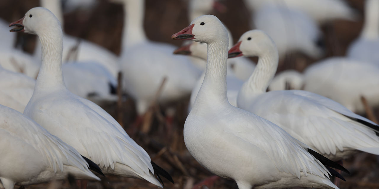 snow geese