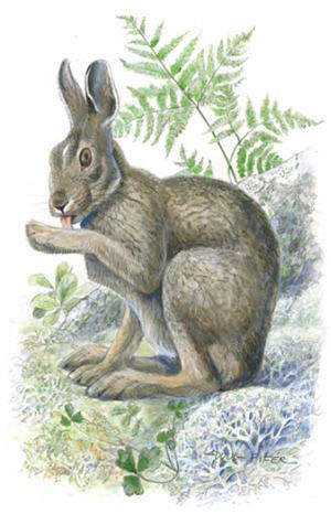 Snowshoe Hare