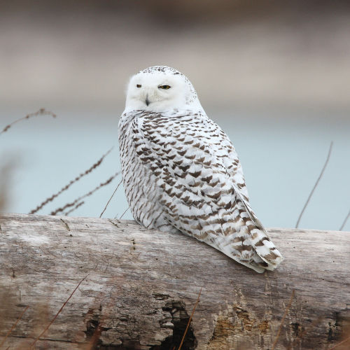 Snowy Owl