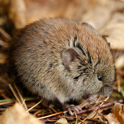 Southern Red backed vole