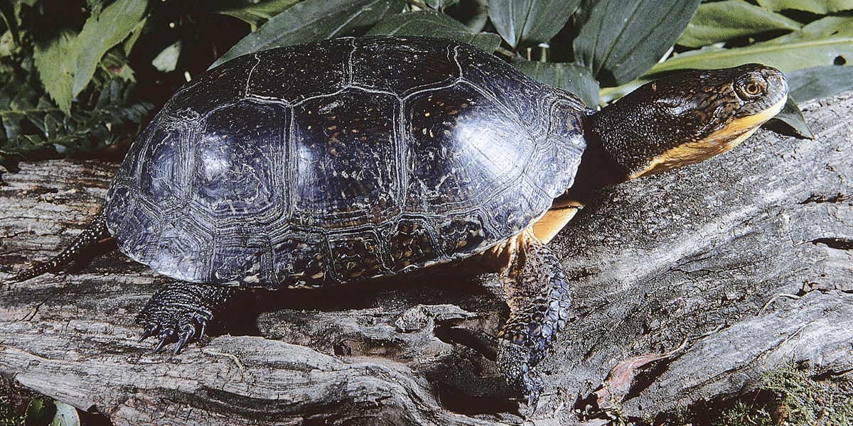Close up of a Blanding's Turtle sitting on a log showing its smooth carapace that's shaped like a helmet. It is sprinkled with pale-yellowish spots.