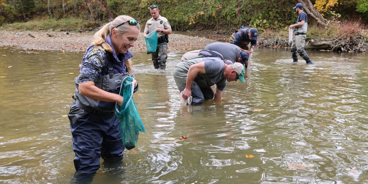 PFBC staff and partners wearing waders and holding nets of juvenile mussels to be carefully stocked into Dunkard Creek.