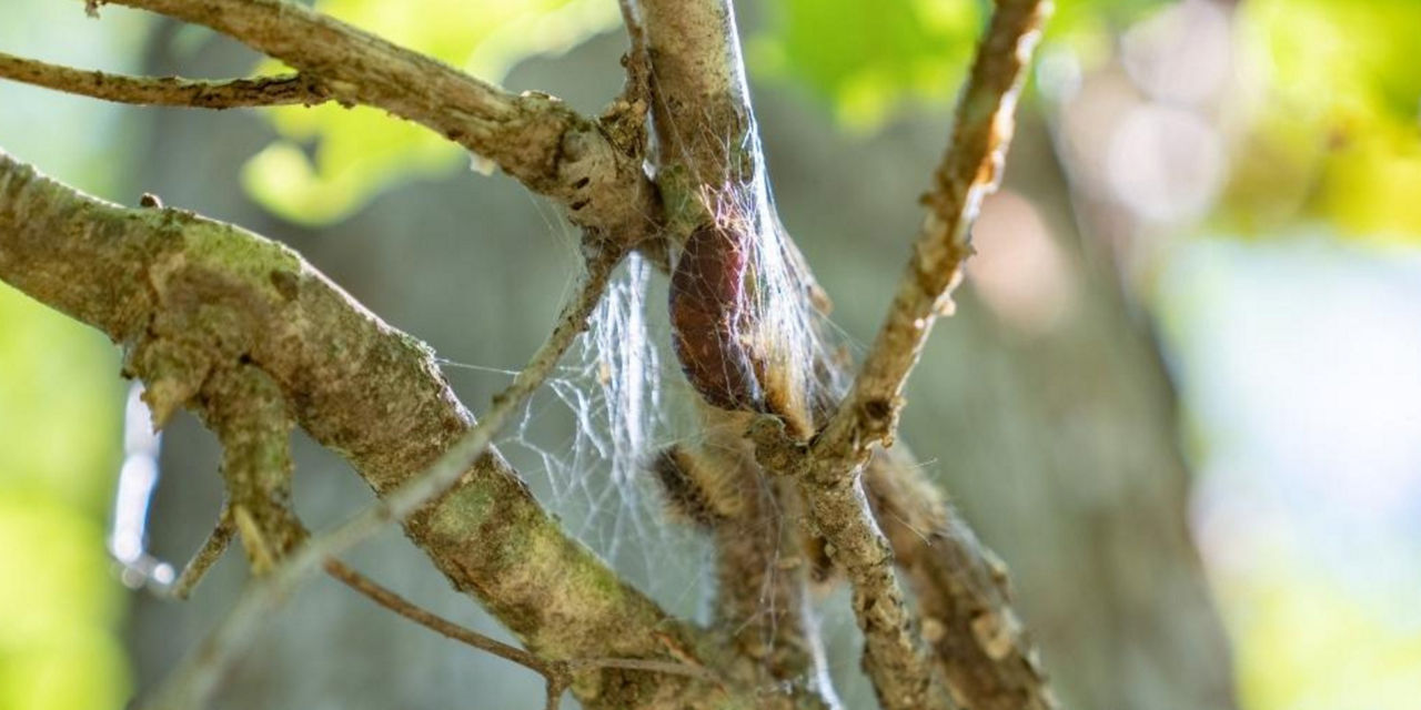 spongy moth cacoon