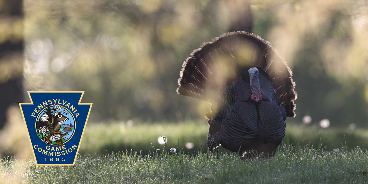 Wild Turkey