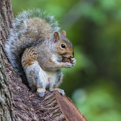 A squirrel standing in on a tree